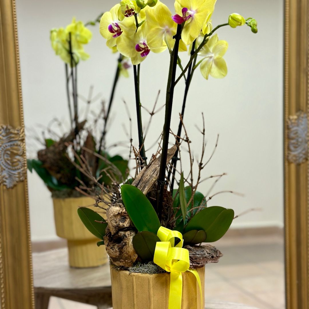 Жълта Орхидея в саксия